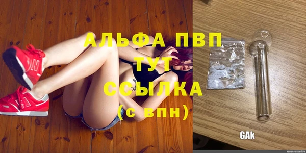 сатива Беломорск