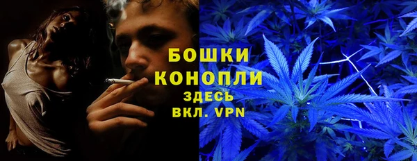 сатива Беломорск